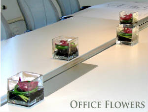 Office flowers