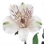 alstroemeria flower by Starbright NYC