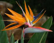 birds of paradise by Starbright NYC