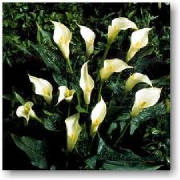 NYC cala lily by Starbright