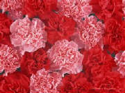 carnations by Starbright NYC