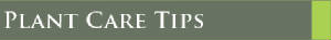 Indoor Plant Care Tips for NYC