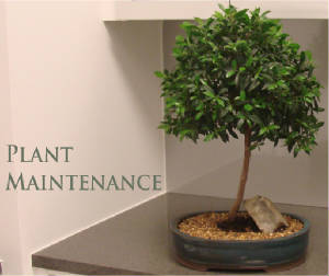 plant maintenance