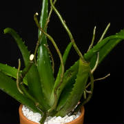 Starbright NYC/AloeVera.jpg