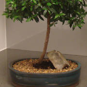 Starbright NYC/Bonsai.jpg
