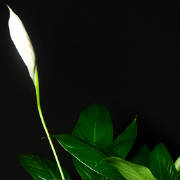 Starbright NYC/PeaceLily.jpg