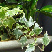Starbright NYC/Plantgardens.JPG