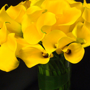 SlideShow/V270.JPG