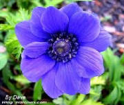 anemone flower by Starbright NYC