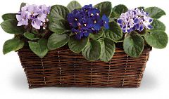 NYC African Violet by Starbright