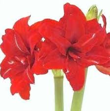 amaryllis flower by Starbright NYC