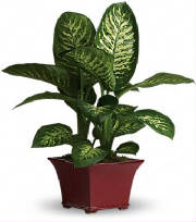NYC Dieffenbachia plant by Starbright