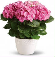 NYC Hydrangea Plant by Starbright