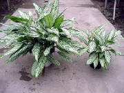 NYC Aglaonema Plant by Starbright