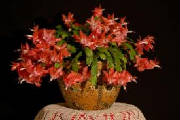 NYC christmas cactus plants by Starbright
