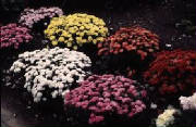 NYC chrysanthemums by Starbright