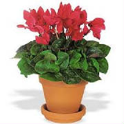 NYC cyclamen plants by Starbright