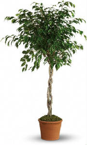 NYC Ficus Tree by Starbright