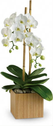 NYC Orchid Plants by Starbright
