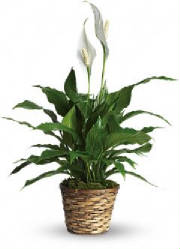 TLFPLANTS2/spathyplant.jpg