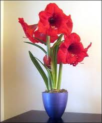 NYC AMARYLLIS BY STRABRIGHT