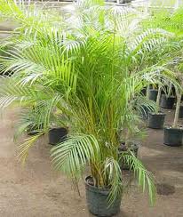 TLFPLANTS2/arecapalms.jpg