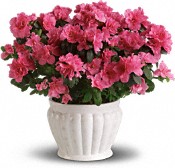 NYC Azalea Plants by Starbright