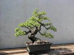 NYC Bonsai Tree 