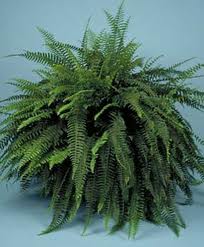 NYC Boston Fern by Starbright