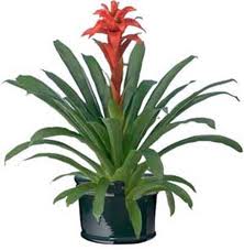 NYC bromeliads by Starbright