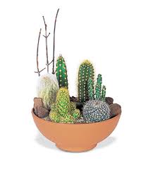 NYC cactus and succulents by Starbright