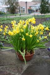 NYC daffodil plants by Starbright