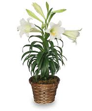 NYC easter lily plant by Starbright
