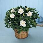 NYC gardenia plant by Starbright