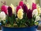 NYC hyacinth plant by Starbright