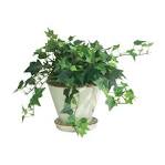  NYC ivy plant by Starbright
