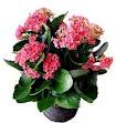 NYC kalanchoe plant by Starbright