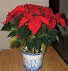 NY poinsetta plant by Starbright