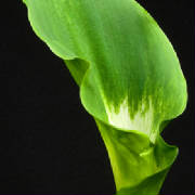 ThumbnailBanner/GreenGoddess.jpg