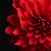 NYC weekly flowers-office.jpg