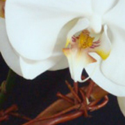 NYC Event Flowers.jpg