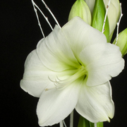 ThumbnailBanner/st104.jpg