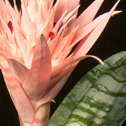 ThumbnailBanner/st109.jpg
