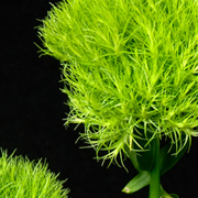 ThumbnailBanner/st30.jpg