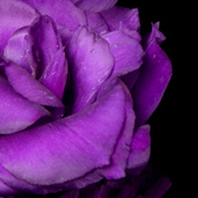 ThumbnailBanner/st31.jpg