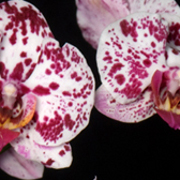 ThumbnailBanner/st34.jpg
