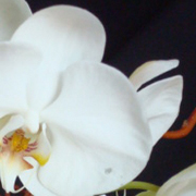 ThumbnailBanner/st_40.jpg