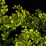 ThumbnailBanner/st_43.jpg