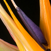 ThumbnailBanner/st_50.jpg