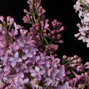 ThumbnailBanner/st_54.jpg